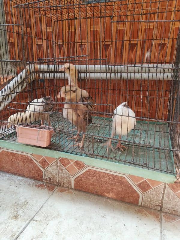 aseel chicks 1 month ke he or 3 male h or 1 female 1