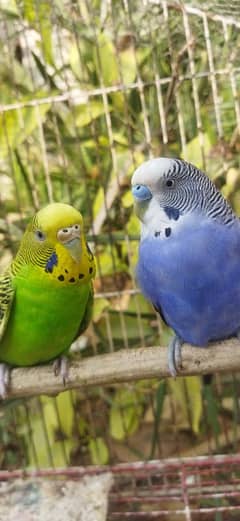 Australian Parrot Breeder Pair