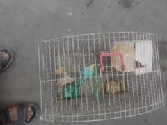 Budgies parrots with cage