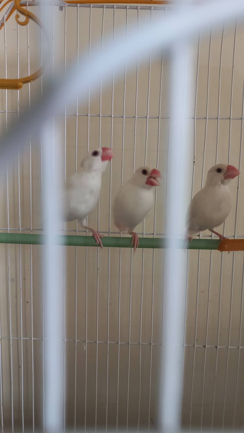 Java Finches and 1 black eye Albino 0