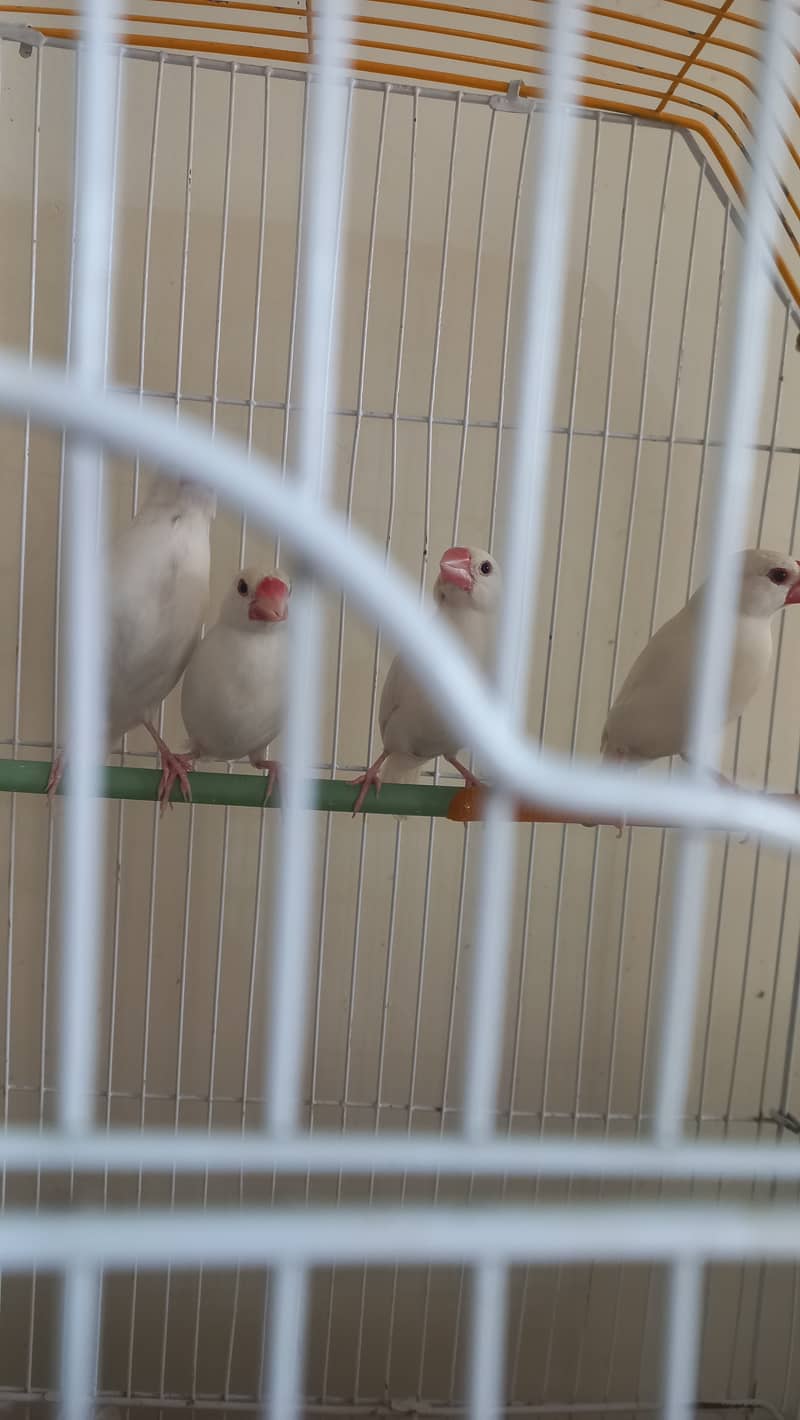 Java Finches and 1 black eye Albino 1