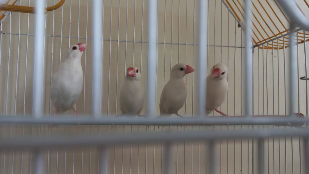 Java Finches and 1 black eye Albino 2