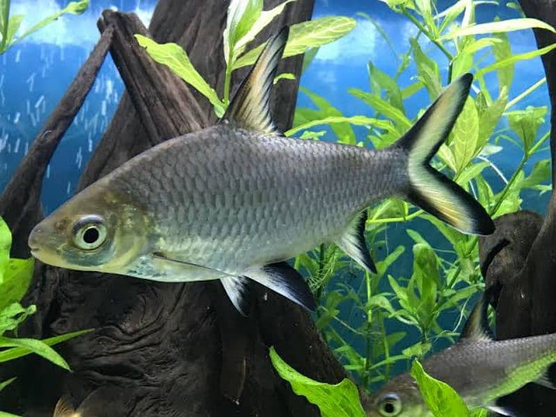 imported aquarium fishes available 0