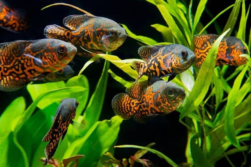 imported aquarium fishes available 1