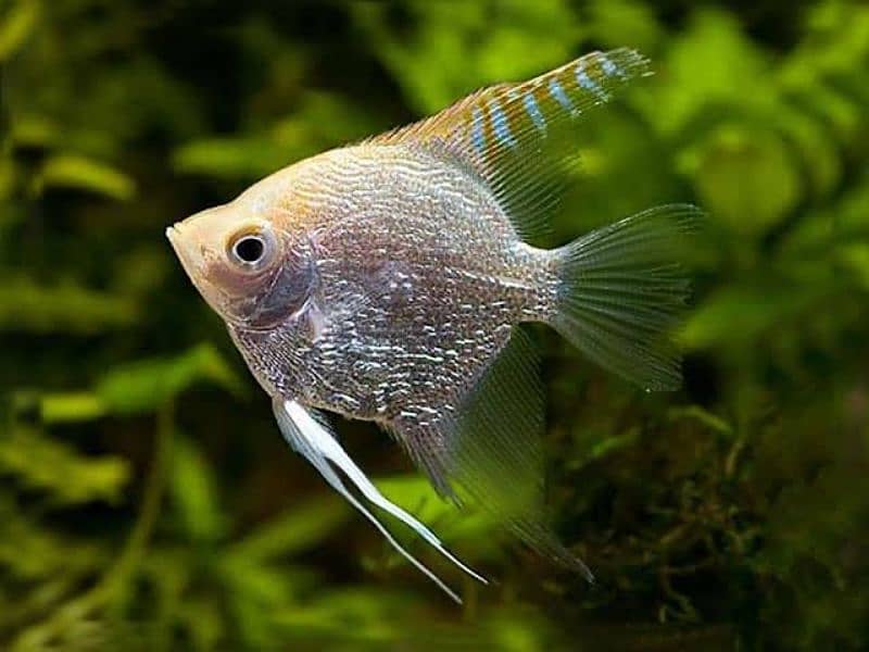 imported aquarium fishes available 4