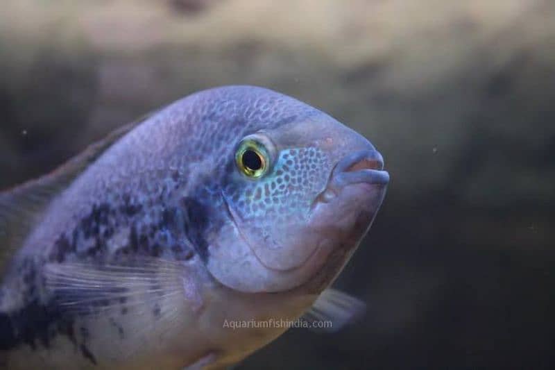 imported aquarium fishes available 7