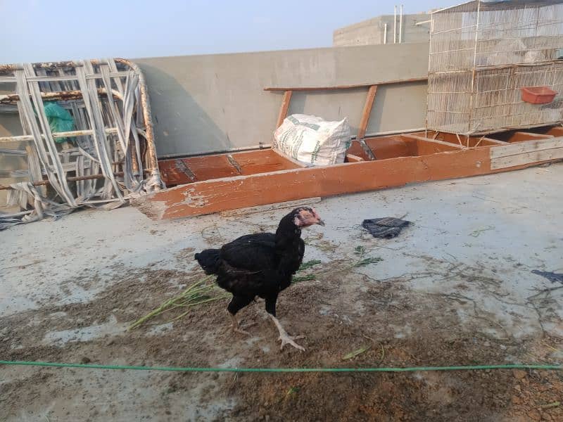 Aseel Hen. for sell 1