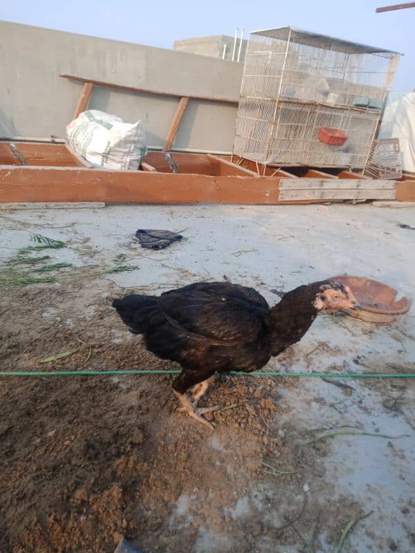 Aseel Hen. for sell 2