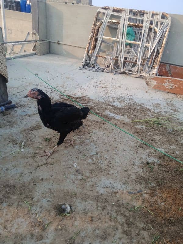 Aseel Hen. for sell 3