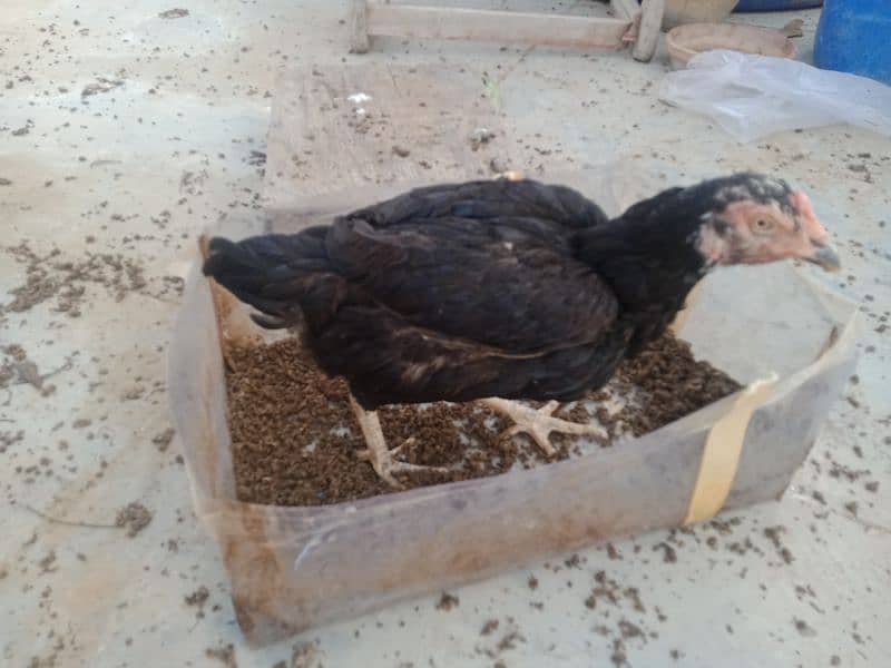 Aseel Hen. for sell 4