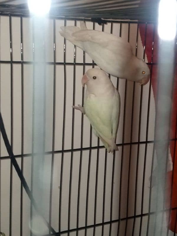 Albino LoveBird Breeder pair, 1 yellow female 0