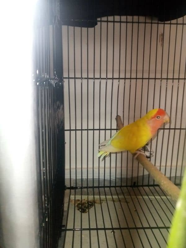 Albino LoveBird Breeder pair, 1 yellow female 1