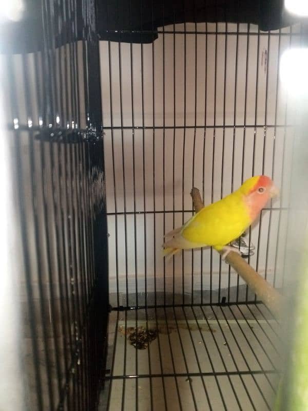 Albino LoveBird Breeder pair, 1 yellow female 2