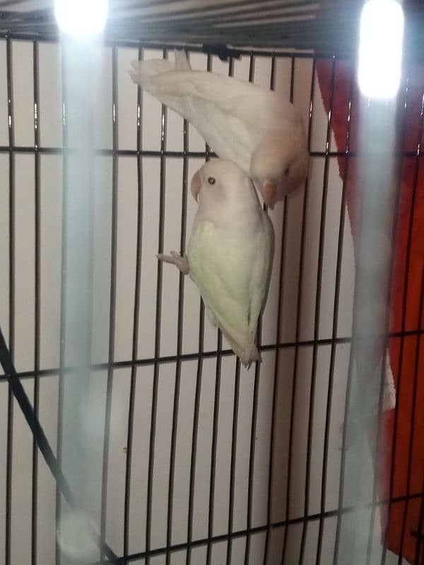 Albino LoveBird Breeder pair, 1 yellow female 3