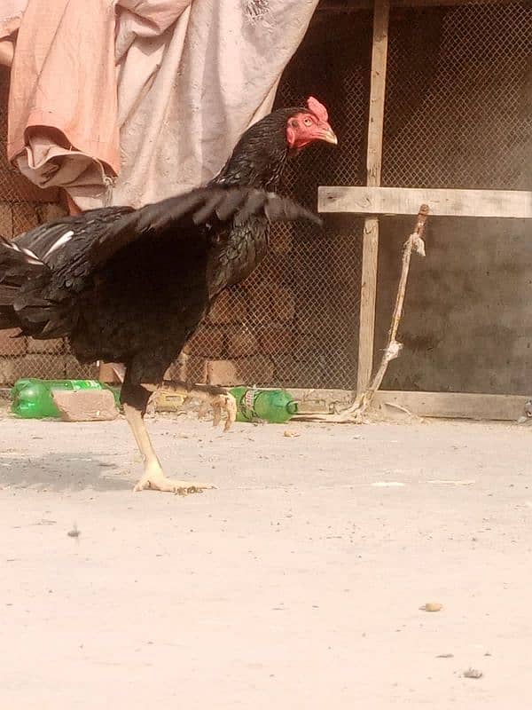 exchnge with parrot  permoz patha breeder murga full peak per active h 3