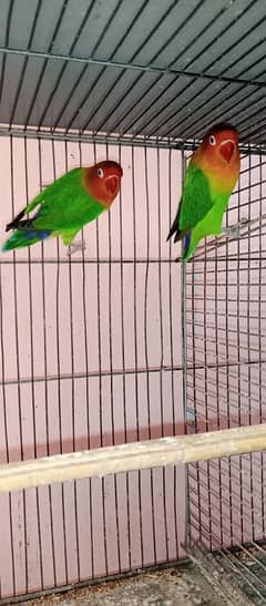 2 pairs love bird