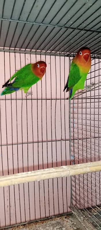 2 pairs love bird 0