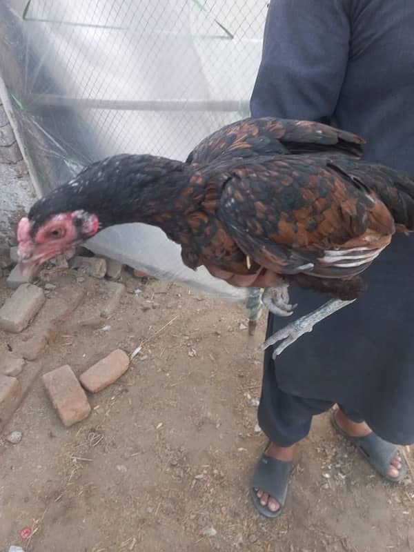 pure Aseel female for sale 1