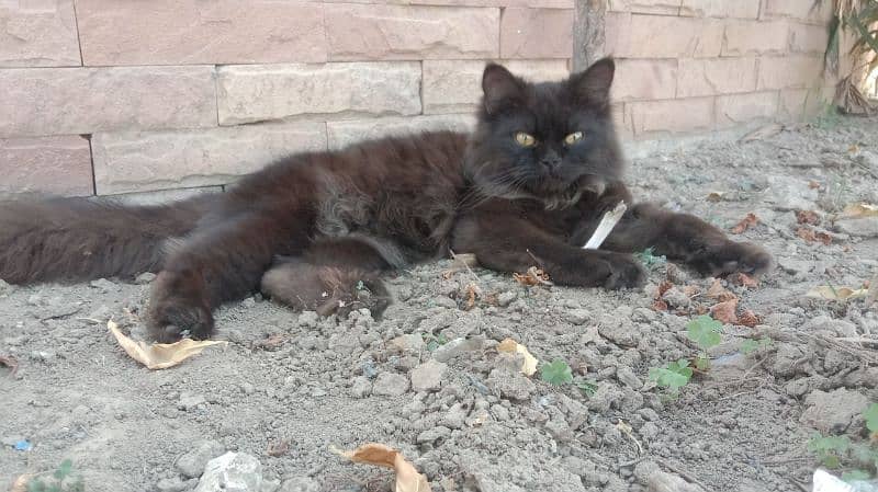 Black Persian Cat Male (Blacky) 0