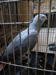 African grey parrot male with dna breeder male