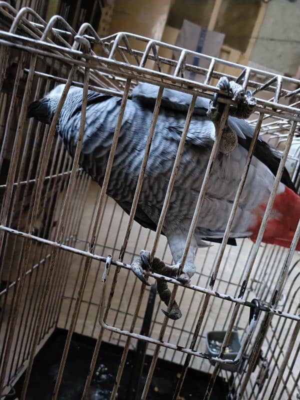 African grey parrot male with dna breeder male 1