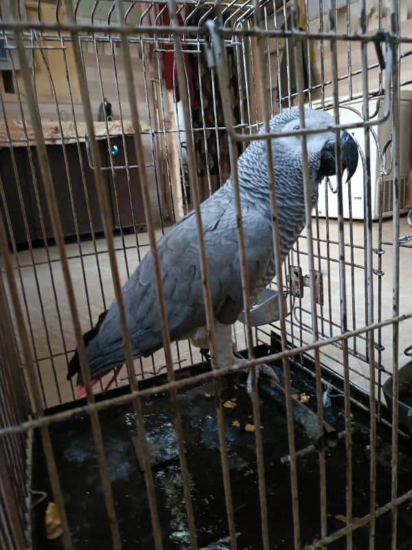 African grey parrot male with dna breeder male 3