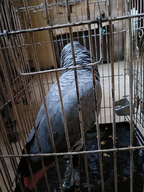 African grey parrot male with dna breeder male 4