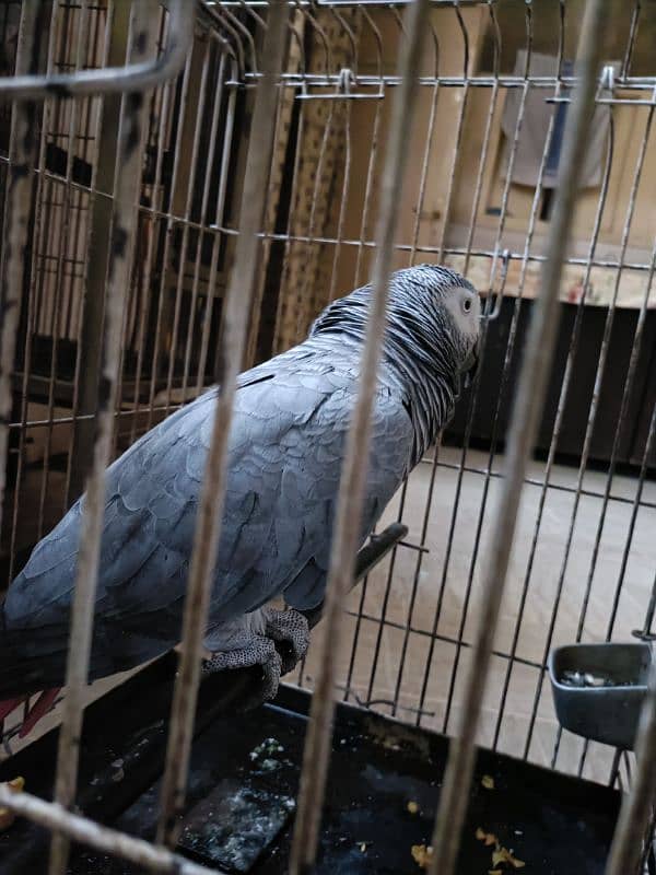 African grey parrot male with dna breeder male 5