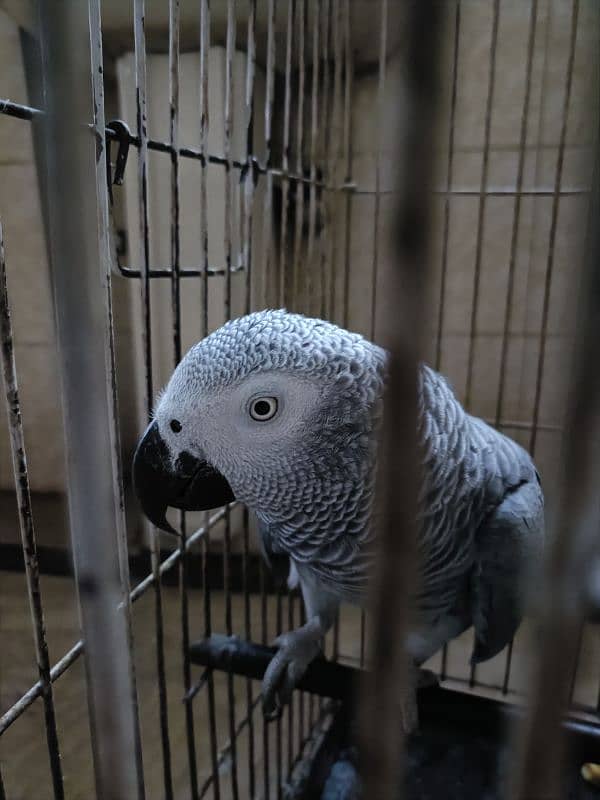 African grey parrot male with dna breeder male 6