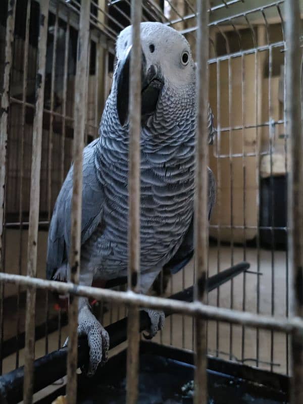 African grey parrot male with dna breeder male 7