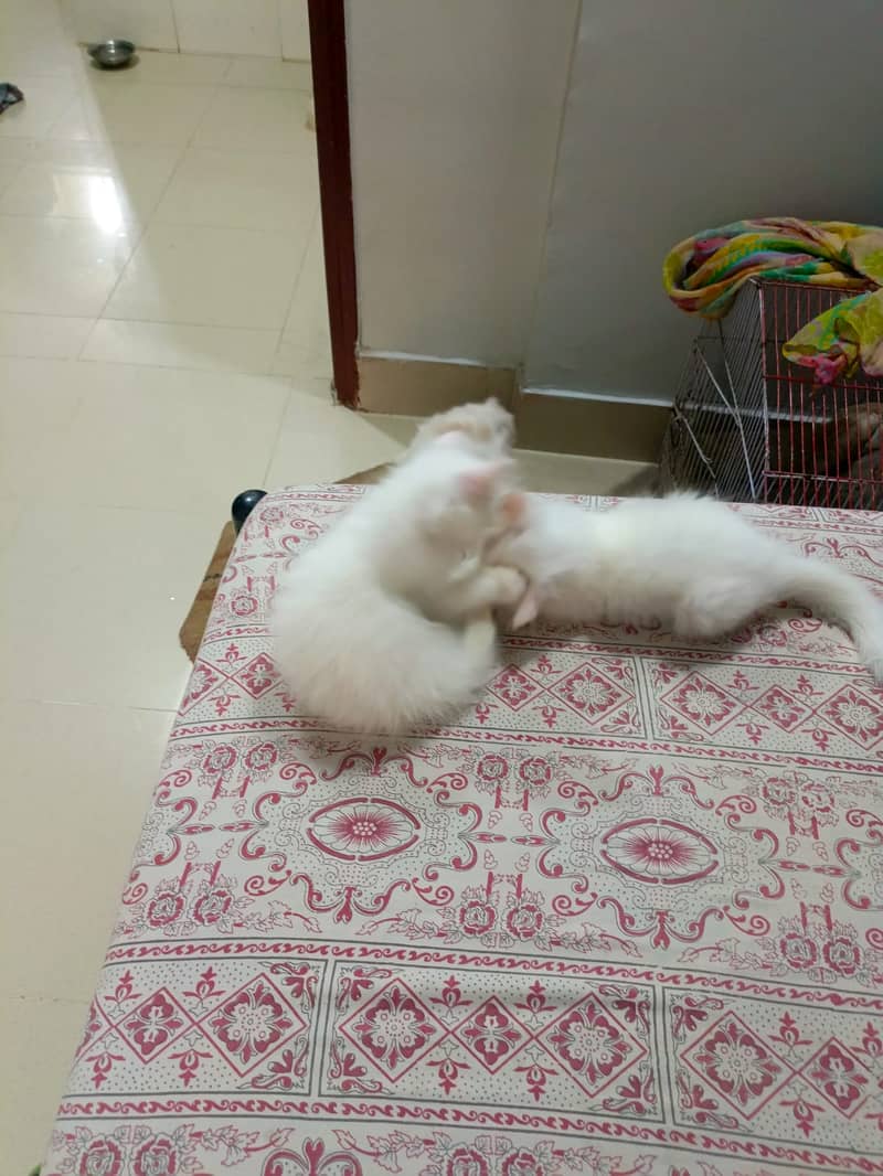 WHITE PERSION kittens 2