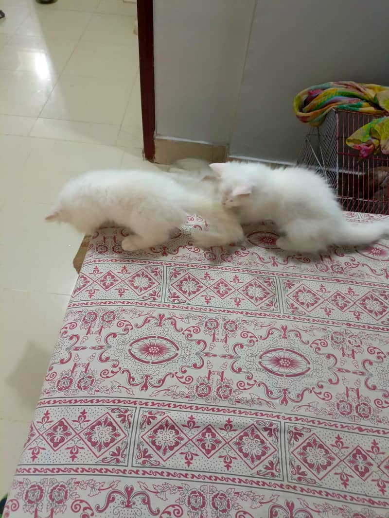 WHITE PERSION kittens 3