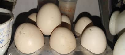 white buff hen eggs