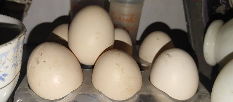 white buff hen eggs 0