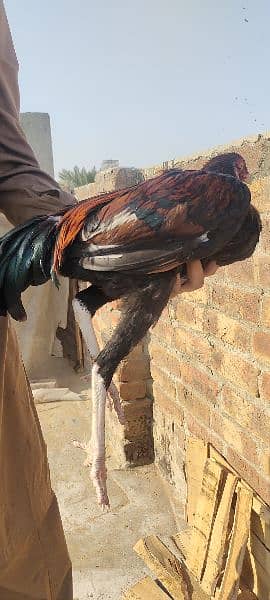 Aseel murgha Cock Male 0