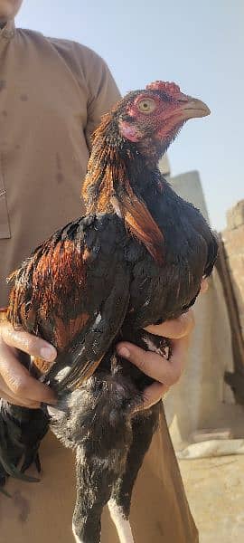 Aseel murgha Cock Male 3