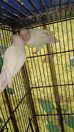 Albino Split Ino Breader Pair Available For Sale