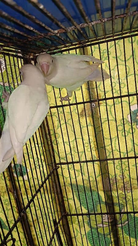 Albino Split Ino Breader Pair Available For Sale 0