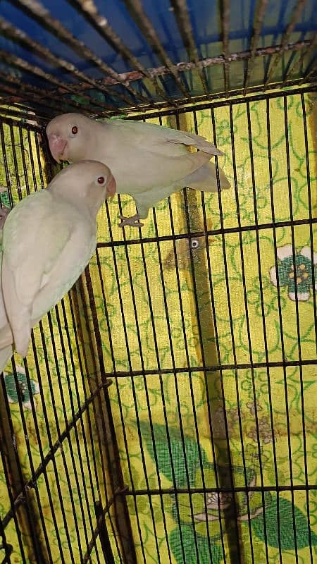 Albino Split Ino Breader Pair Available For Sale 1