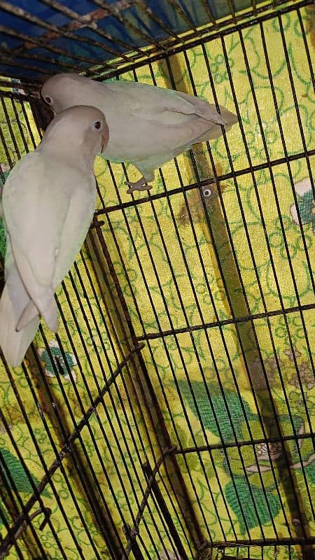 Albino Split Ino Breader Pair Available For Sale 2