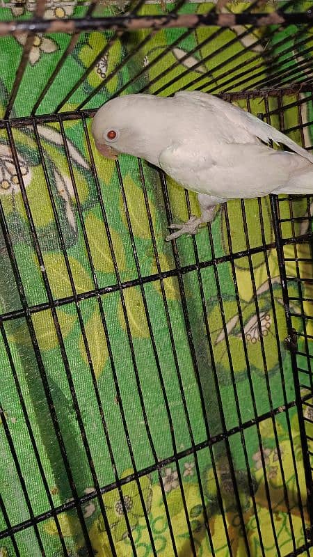 Albino Split Ino Breader Pair Available For Sale 3