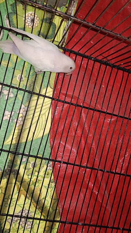 Albino Split Ino Breader Pair Available For Sale 4