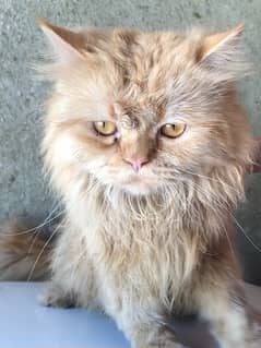 2 years male Persian