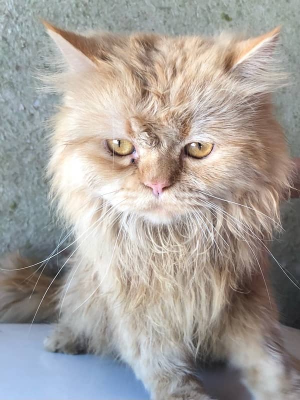 2 years male Persian 0