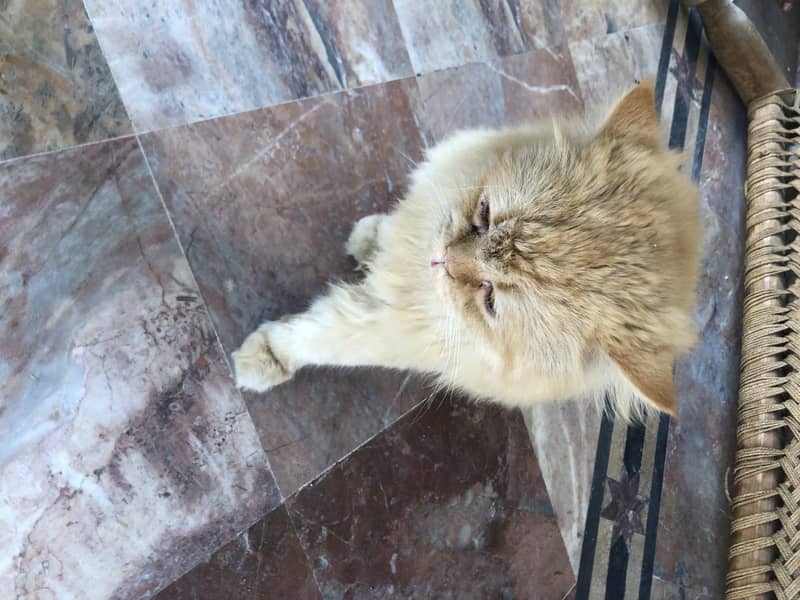 2 years male Persian 2