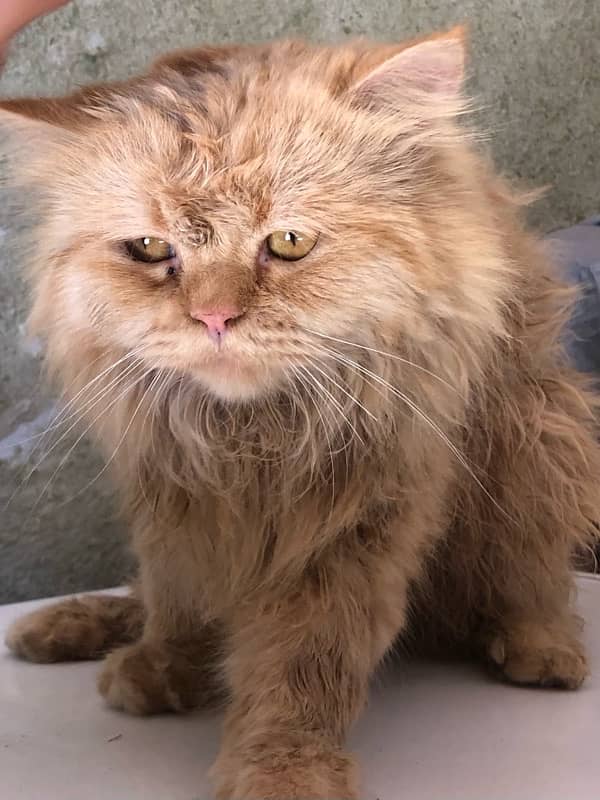 2 years male Persian 3