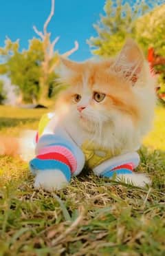 Persian kitten | Persian cat | extreme Punch | doll face | triple coat