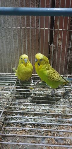 Australian Parrots