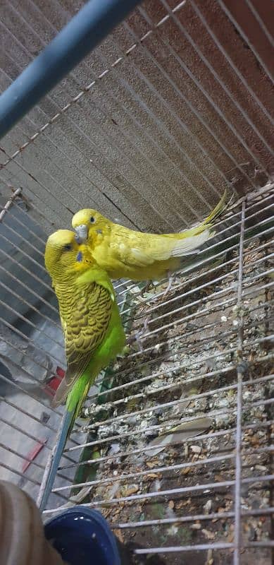 Australian Parrots 2