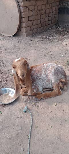 gote for sell